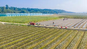 贵州黔东南：村民移栽莴笋蔬菜苗