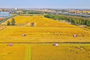 江苏如皋：水稻迎成熟收获期 稻浪滚滚飘香