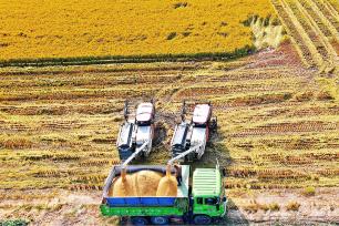 江苏如皋：水稻迎成熟收获期 稻浪滚滚飘香