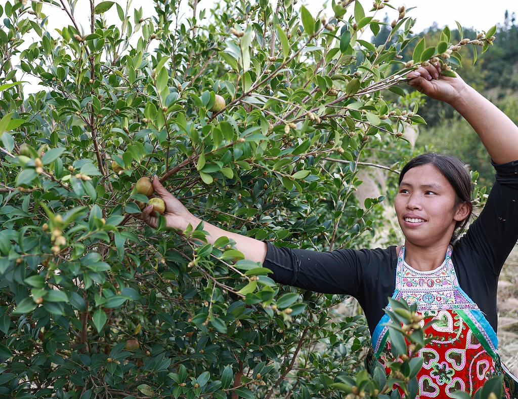贵州从江：村民采摘油茶果