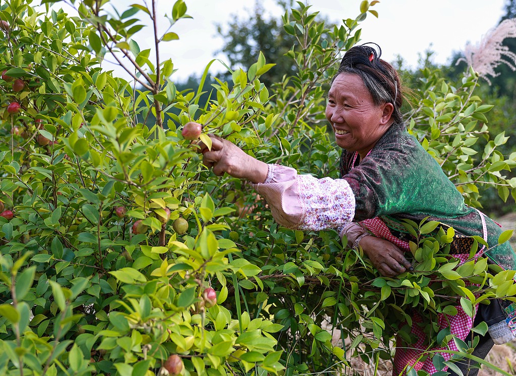 贵州从江：村民采摘油茶果