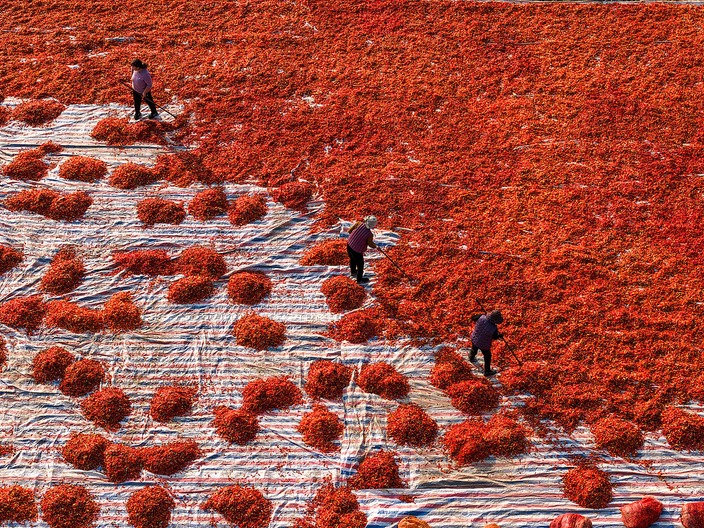 安徽亳州：火红辣椒铺就农民致富路