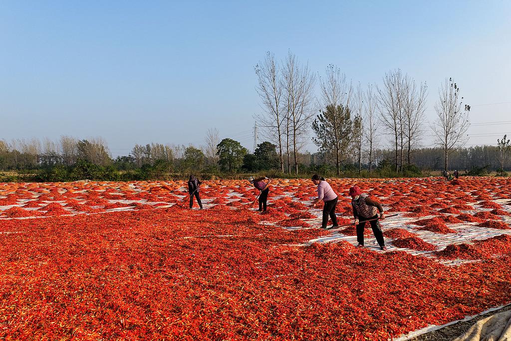 安徽亳州：火红辣椒铺就农民致富路
