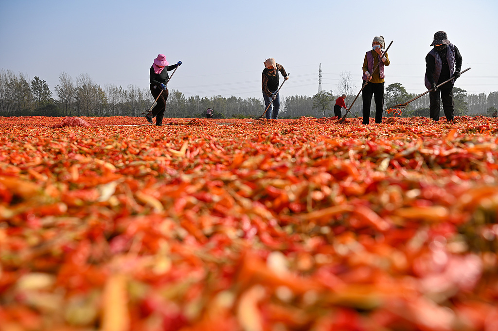 安徽亳州：火红辣椒铺就农民致富路