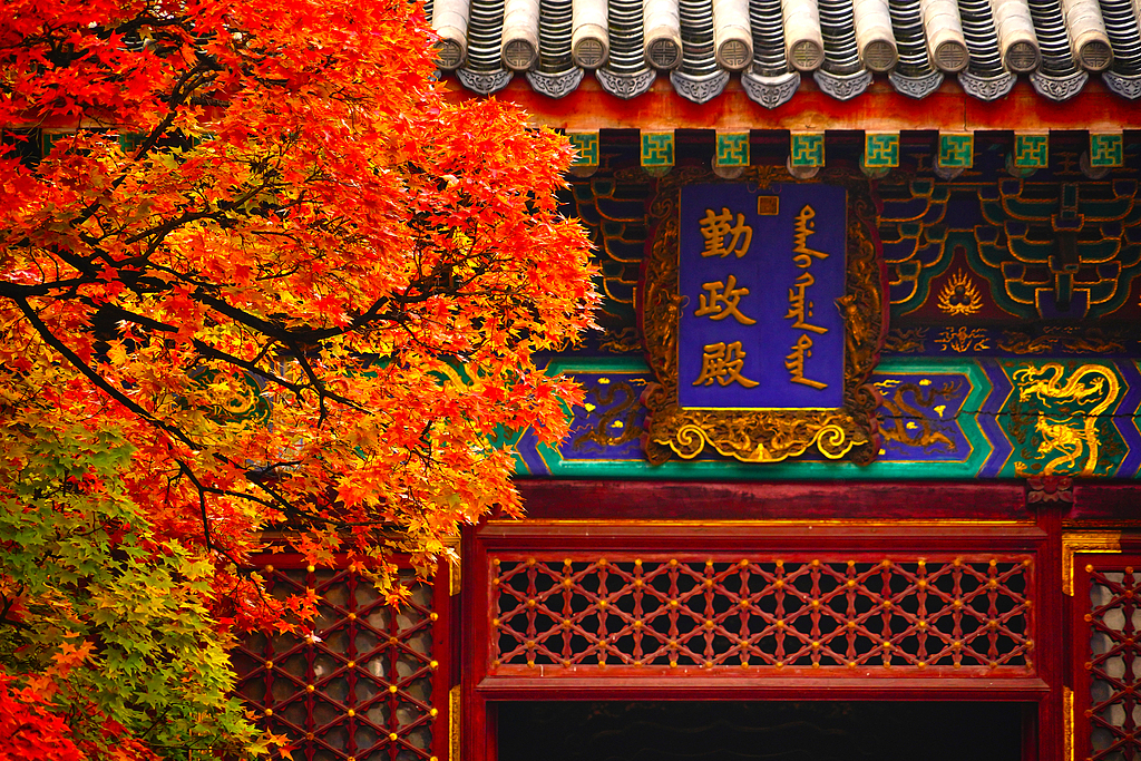 北京香山公园缤纷红叶映古建