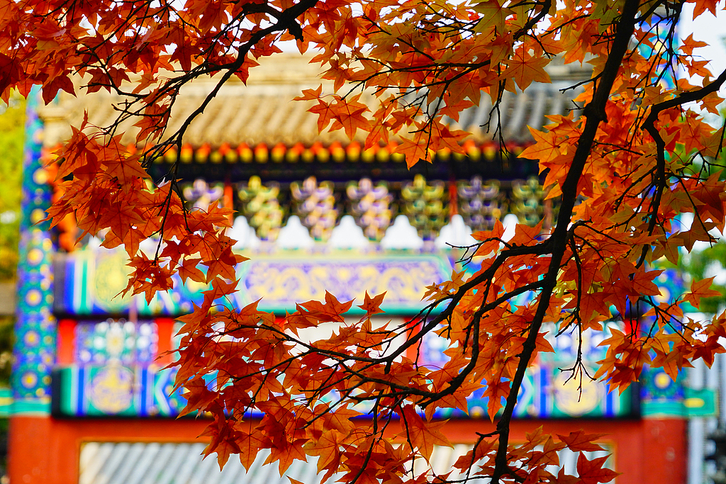 北京香山公园缤纷红叶映古建
