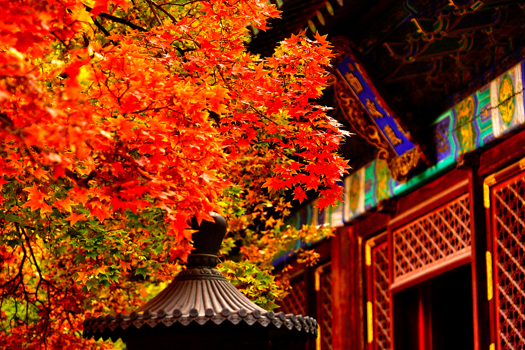 北京香山公园缤纷红叶映古建