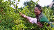 贵州从江：村民采摘油茶果