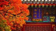 北京香山公园缤纷红叶映古建