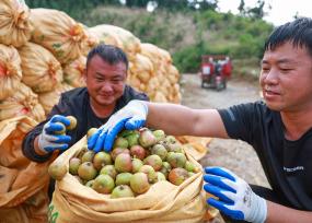 贵州从江：村民采摘油茶果