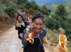 贵州从江：村民采摘油茶果