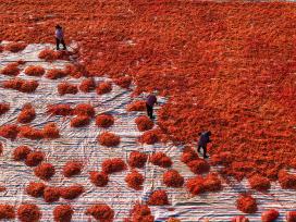 安徽亳州：火红辣椒铺就农民致富路