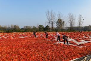 安徽亳州：火红辣椒铺就农民致富路