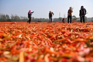 安徽亳州：火红辣椒铺就农民致富路
