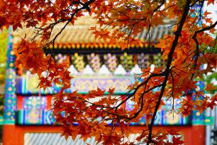 北京香山公园缤纷红叶映古建