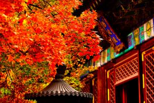 北京香山公园缤纷红叶映古建