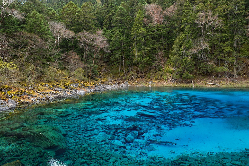 四川阿坝州：九寨沟迎彩林最佳观赏期