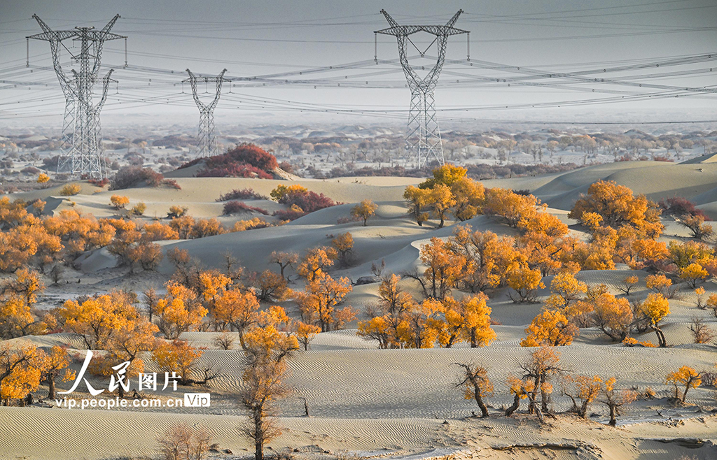 新疆生产建设兵团：筑起生态安全屏障