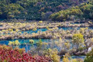 四川阿坝州：九寨沟迎彩林最佳观赏期