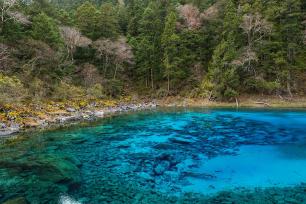 四川阿坝州：九寨沟迎彩林最佳观赏期