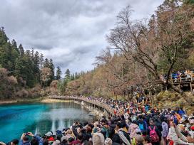 四川阿坝州：九寨沟迎彩林最佳观赏期