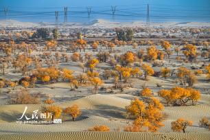 新疆生产建设兵团：筑起生态安全屏障