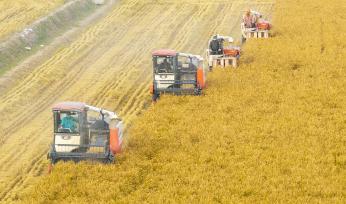 江苏南通：村民驾驶农机收割水稻