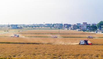 江苏南通：村民驾驶农机收割水稻