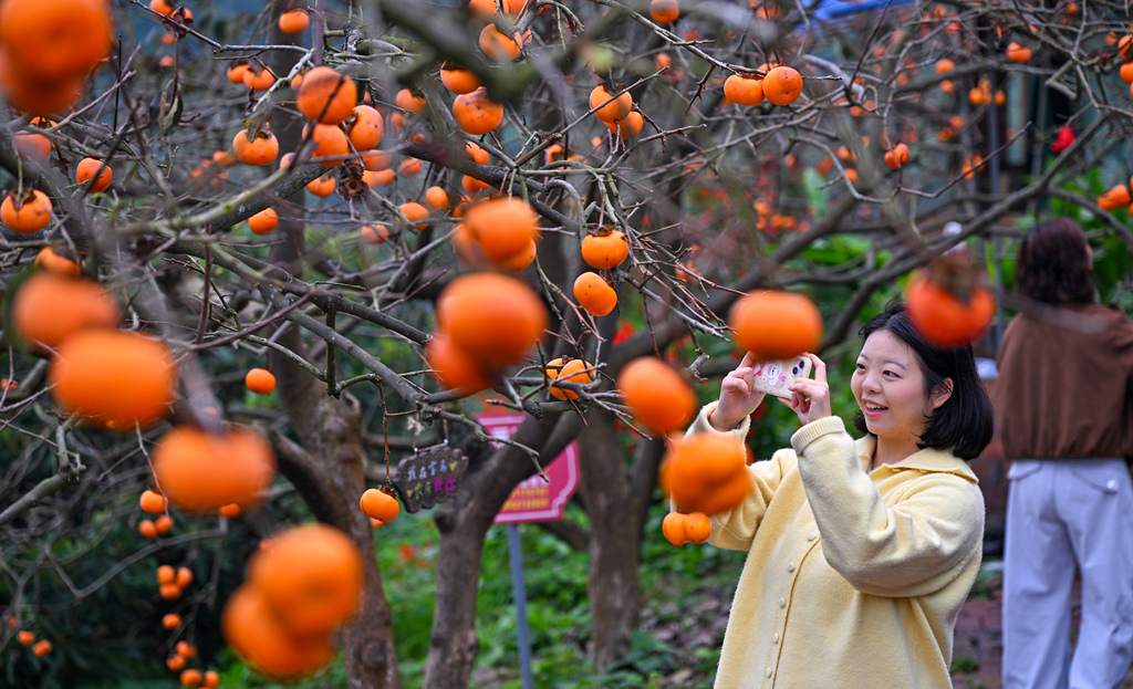 四川眉山：游客打卡丰收美景