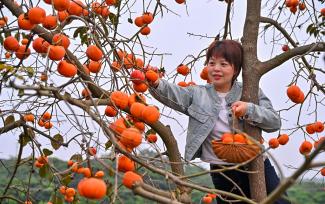 四川眉山：游客打卡丰收美景