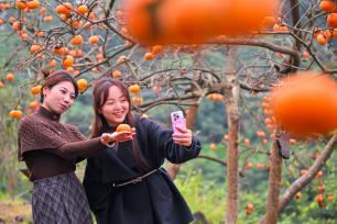 四川眉山：游客打卡丰收美景