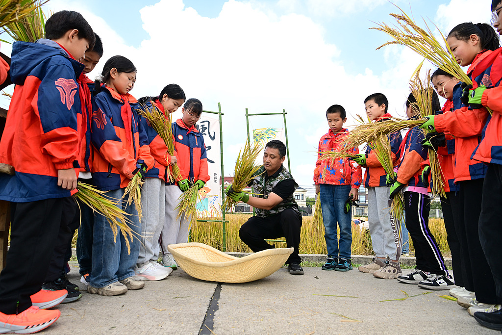江苏太仓：小学生稻田研学体验农耕