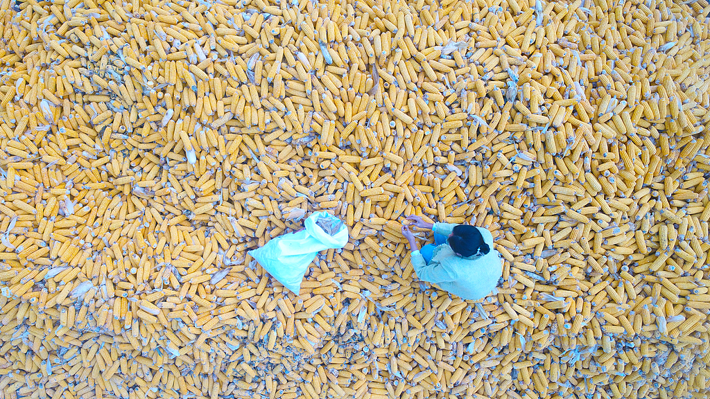 河北唐山：农民抢抓农时晾晒玉米