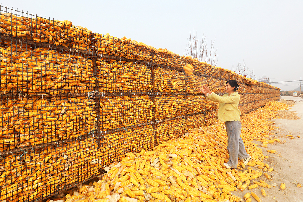 河北唐山：农民抢抓农时晾晒玉米