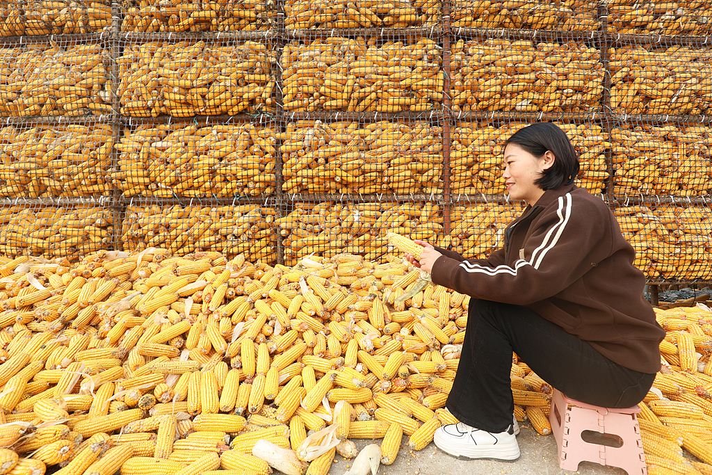 河北唐山：农民抢抓农时晾晒玉米
