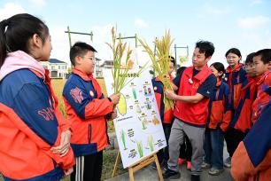 江苏太仓：小学生稻田研学体验农耕