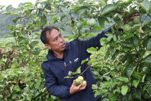 广西来宾：百香果喜获丰收