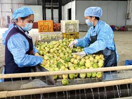 广西来宾：百香果喜获丰收