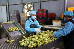 广西来宾：百香果喜获丰收