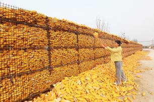 河北唐山：农民抢抓农时晾晒玉米