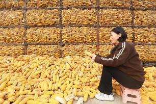 河北唐山：农民抢抓农时晾晒玉米