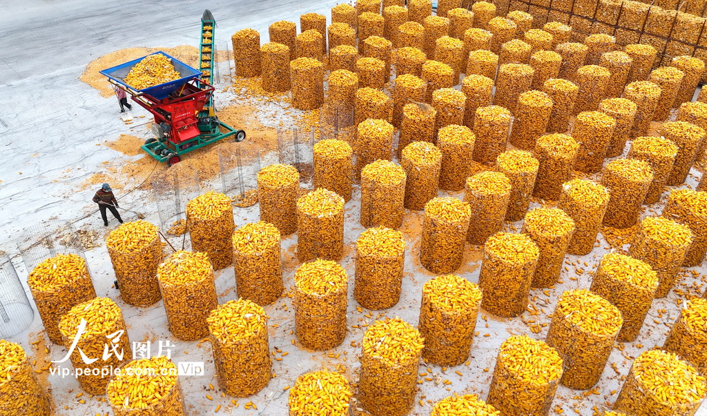 山东滨州：抢收玉米 颗粒归仓