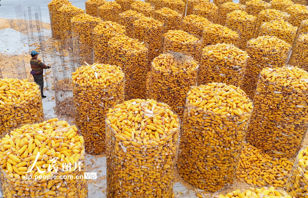 山东滨州：抢收玉米 颗粒归仓