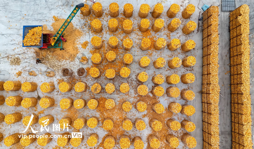 山东滨州：抢收玉米 颗粒归仓