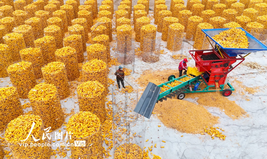 山东滨州：抢收玉米 颗粒归仓