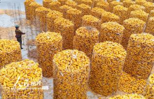 山东滨州：抢收玉米 颗粒归仓