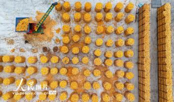 山东滨州：抢收玉米 颗粒归仓