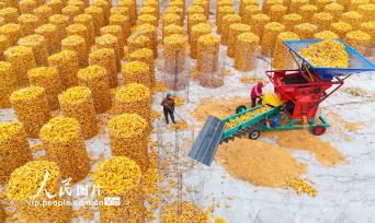 山东滨州：抢收玉米 颗粒归仓