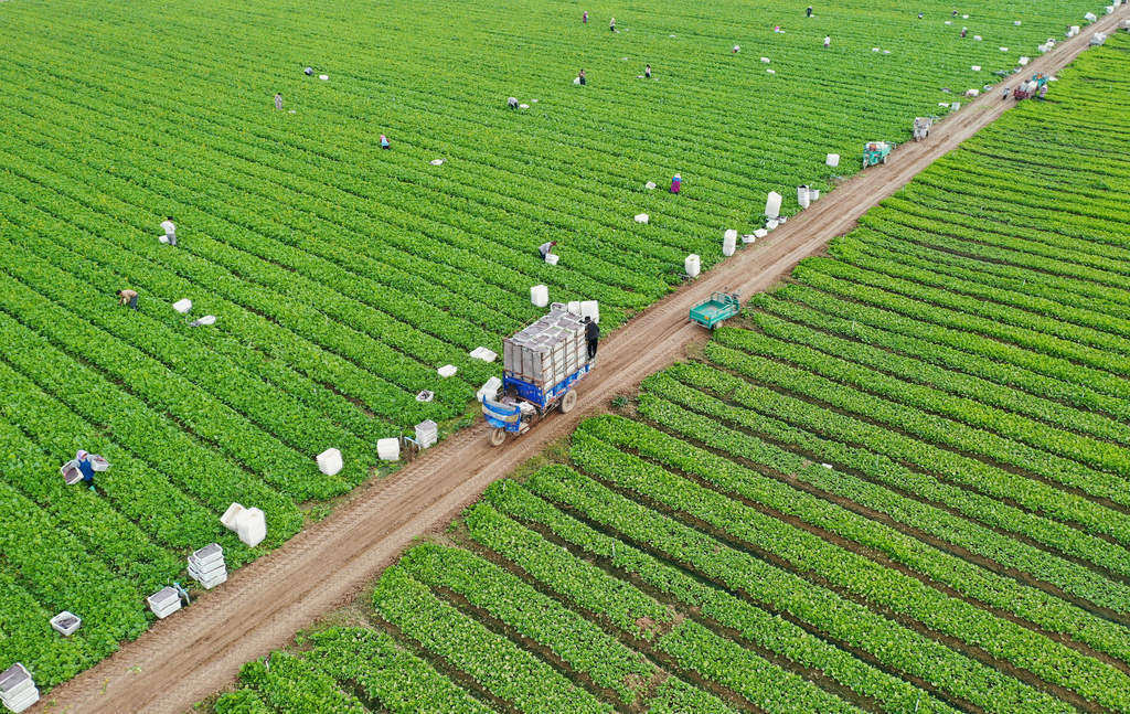 河南周口：工人采收供港蔬菜