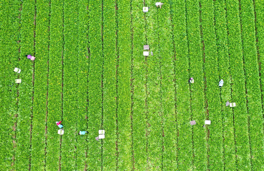 河南周口：工人采收供港蔬菜